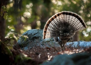 SPRUCE GROUSE VISIT OFTEN