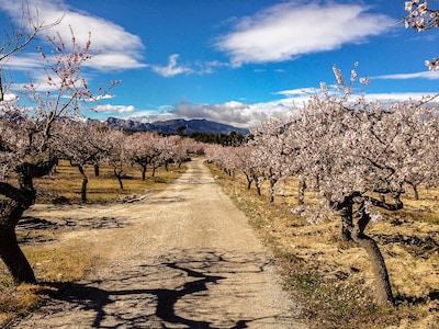 Idyllic holiday home in the midst of nature, discover authentic Spain |Almendra