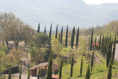 Cypress autour de la villa