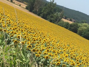 Magnificent sunflowers field for miles and miles and....