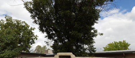 Pecan tree in the back courtyard of VRBO property.