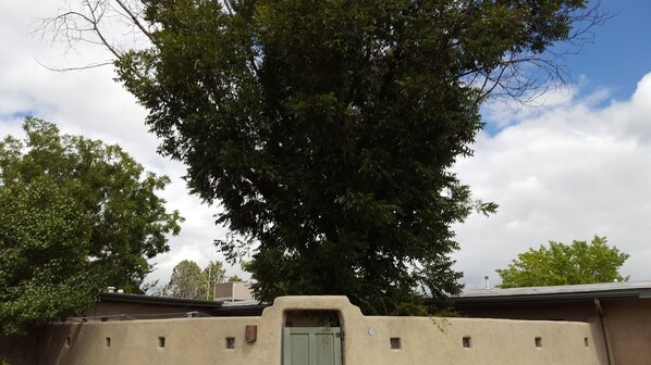 Pecan tree in the back courtyard of VRBO property.