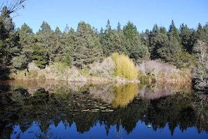 Tranquility Pond in Springtime