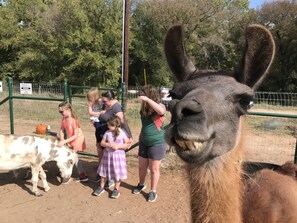 Schedule a time to feed and pet the animals in '"The Barnyard"!  Donkeys, goats, sheep, chickens and Dolly llama! **Collect you own fresh eggs from the Hen House! 