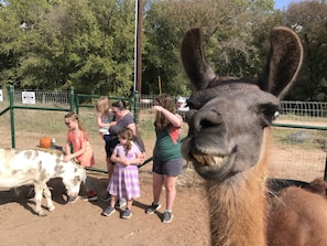 Schedule a time to feed and pet the animals in '"The Barnyard"!  Donkeys, goats, sheep, chickens and Dolly llama! **Collect you own fresh eggs from the Hen House! 