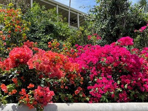 Glorious bougainvillea and other plantings welcome you to the villa. 