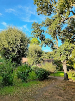 Garden view