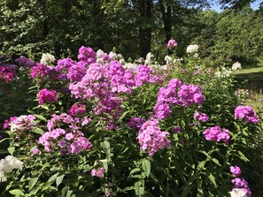 Phlox blossoms in August