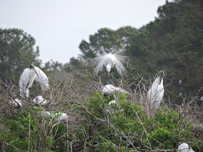 Harris Neck National Wildlife Refuge Cabin - Suite B