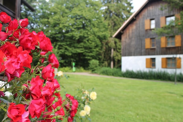 Trädgård
