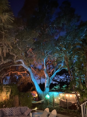 3 hundred year old oak tree comes to life at night