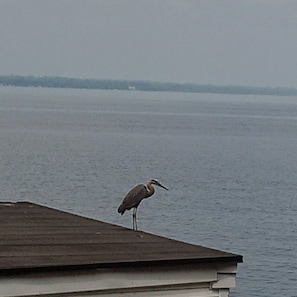 An early morning heron