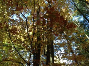 Beautiful treed property...rustling leaves and birdsong