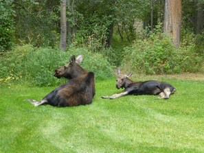 Right outside the windows.  Moose love the secluded woods and grass.