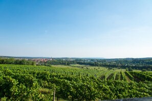 Weingut - Ferienwohnung Rudloff (Nordheim)-Weinfelder