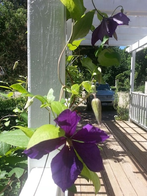 Colorful vines bloom in summer on arbor