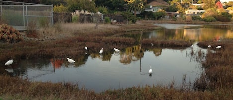 This is our wetlands to the south of our rental property. A great walk to be had
