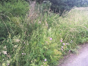 Terrain de l’hébergement 