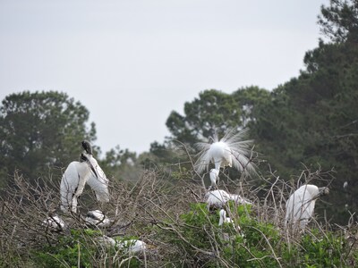 Harris Neck National Wildlife Refuge Cabin - Suite A