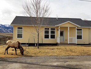 Bull Elk