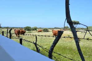 Vistas del llano contiguo a la casa con vacas y el mar de fondo.