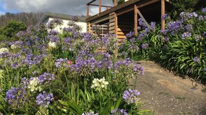 Agapanthus is the iconic flower of summer along the  coast 