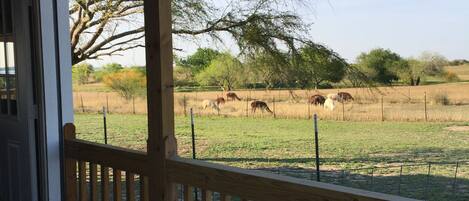 Your view from the front deck.  Alpacas grazing nearby.