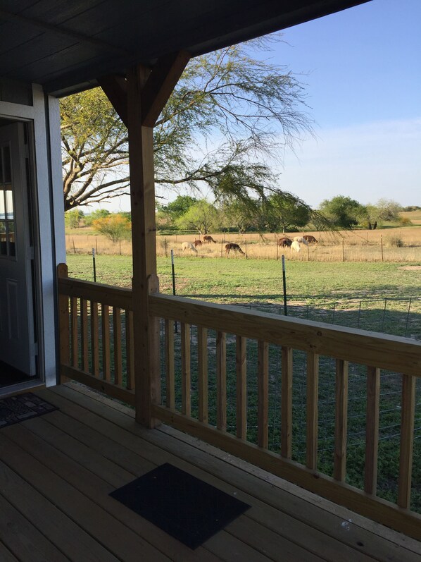 Your view from the front deck.  Alpacas grazing nearby.