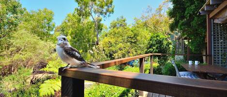 Private, perfect for a couple. Kookaburras use the garden as their larder