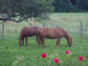 Terrenos do alojamento