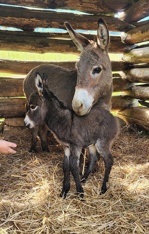 Baby and Mother Farm Animals at Still Rock Farms