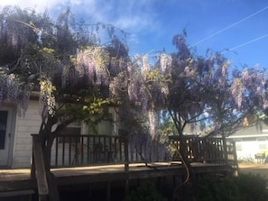 Wisteria Vine in Full Bloom