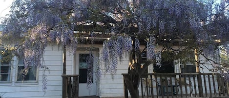 Wisteria Vine in Full Bloom