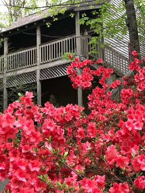 Beautiful azaleas!