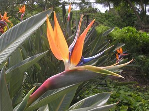 Bird of Paradise in Kealia's lush tropical garden.