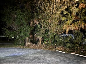 Garden and trees illuminated at night