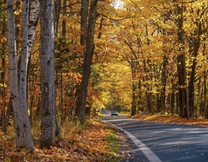  Michigan’s ionic stunning tunnel of trees  color tour.