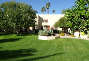 back patio lush green area with fruit trees in season plus water fountain
