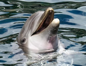 You can see dolphins in the wild here most everyday. 