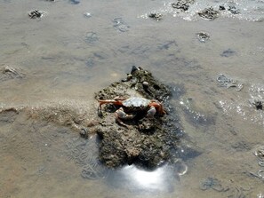 Krabbe im Wattenmeer