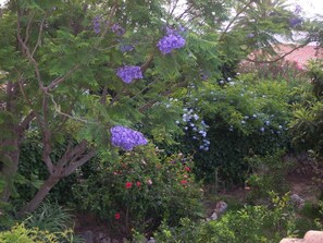 jardin