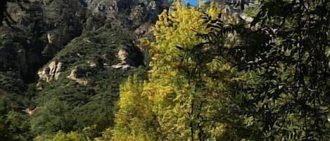 View from your deck of Oak Creek Canyon