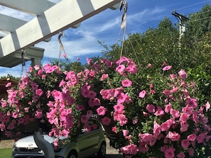 Springtime