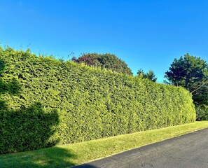 Privacy wall surrounds the property - a green oasis. 