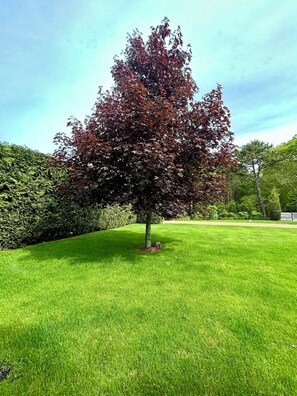 More front lawn photos.