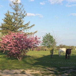 Peaceful Country B & B "Your Home Away From Home"