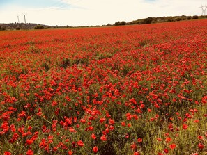 Campagne Aixoise au printemps