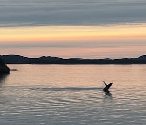 Humpback whale breaching in front of the cottage in 2022