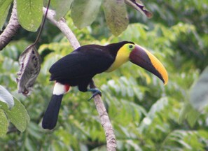 Toucans are very frequent visitors at the Casita