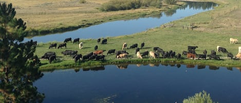 View of cattle around pond. Spring 2015
